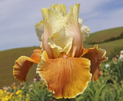 English Charm - reblooming tall bearded Iris
