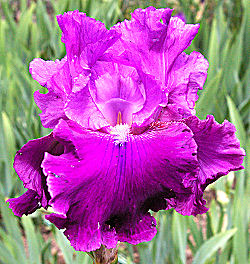 Ensemble - fragrant tall bearded Iris