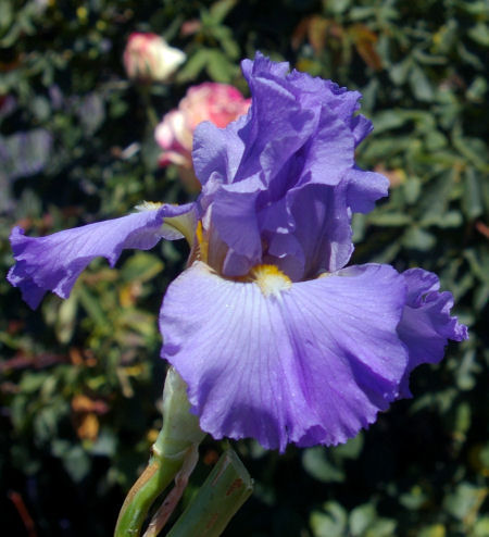 Ensign - fragrant border bearded Iris