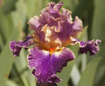Entangled - tall bearded Iris