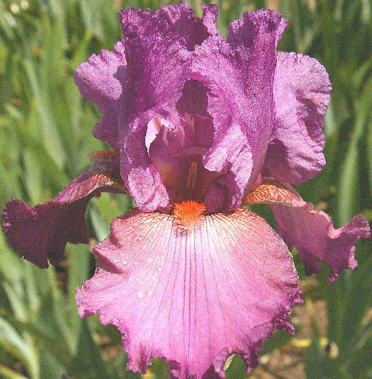 Entourage - tall bearded Iris