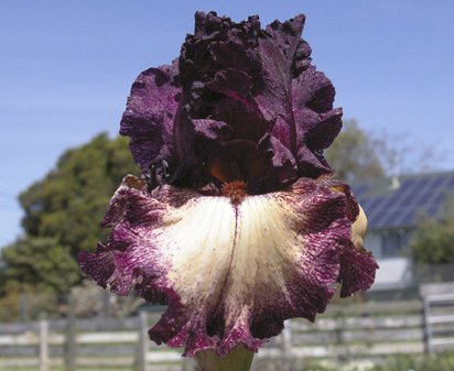 Epicenter - reblooming tall bearded Iris