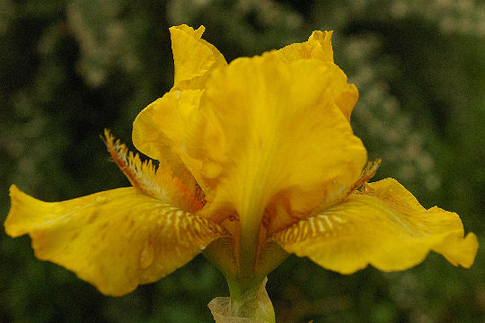 Erect - reblooming Intermediate bearded Iris
