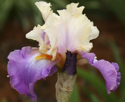 Eugenia King - fragrant tall bearded Iris