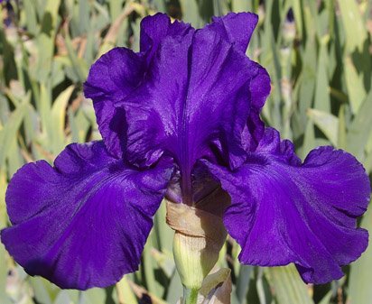 Evening Gown - tall bearded Iris