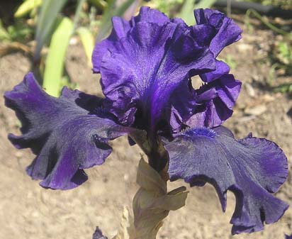 Evening Silk - tall bearded Iris
