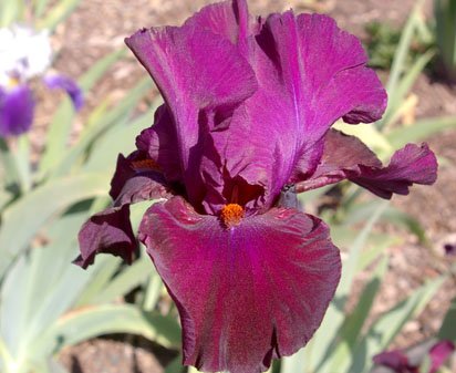 Evening in Paris - tall bearded Iris