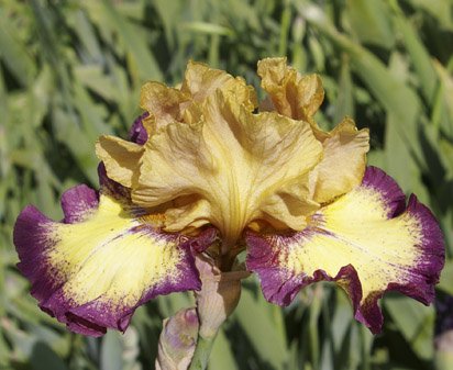 Exactitude - tall bearded Iris