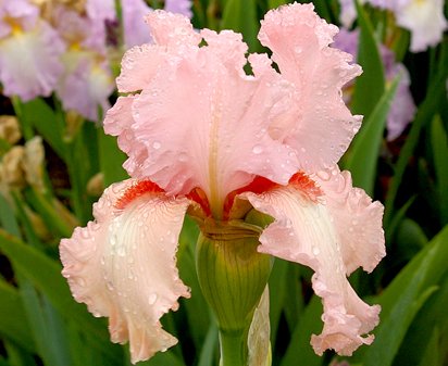 Exhilaration - tall bearded Iris