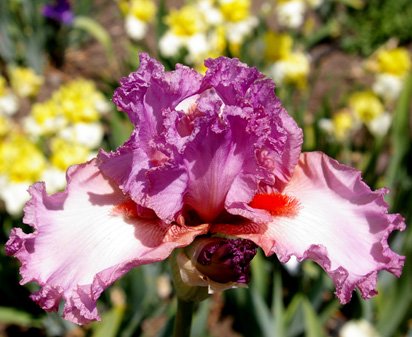 Extravagant - tall bearded Iris