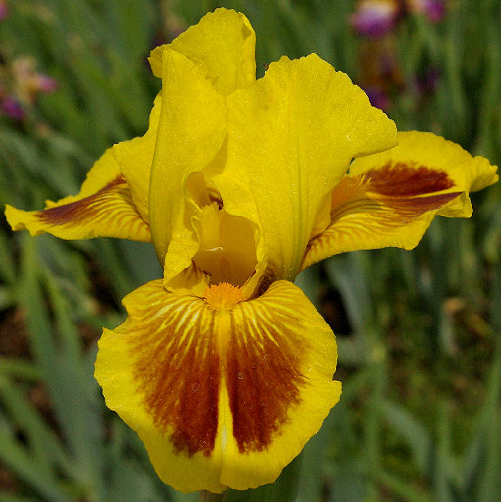 Eye Magic - Intermediate bearded Iris