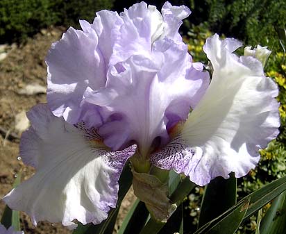 Faint Praise - fragrant tall bearded Iris