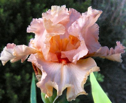 Fair Maiden - tall bearded Iris