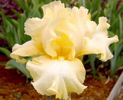 Fall Empire - fragrant reblooming tall bearded Iris