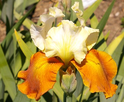 Fall Fiesta - reblooming tall bearded Iris