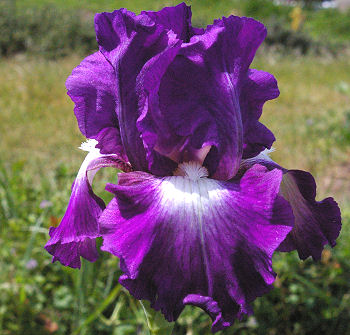 Fall Spotlight - reblooming tall bearded Iris