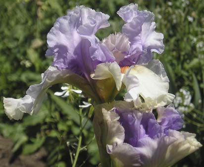 Fallen Angel - tall bearded Iris