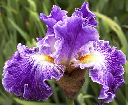 Fancy Dress - fragrant reblooming tall bearded Iris
