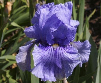 Fancy Fellow - tall bearded Iris