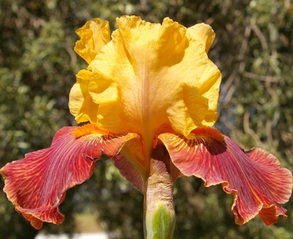 Fancy Filly - tall bearded Iris