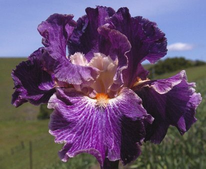 Fancy Woman - fragrant tall bearded Iris