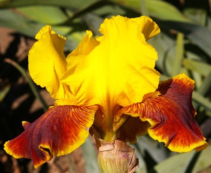 Fanfaron - tall bearded Iris