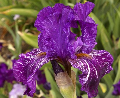 Fantasm - tall bearded Iris