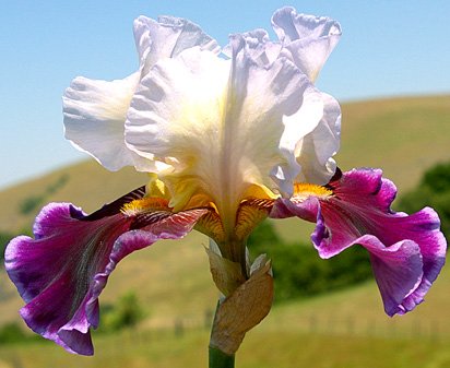 Fashion Passion - fragrant reblooming tall bearded Iris