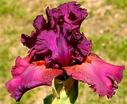 Fashionably Late - fragrant tall bearded Iris