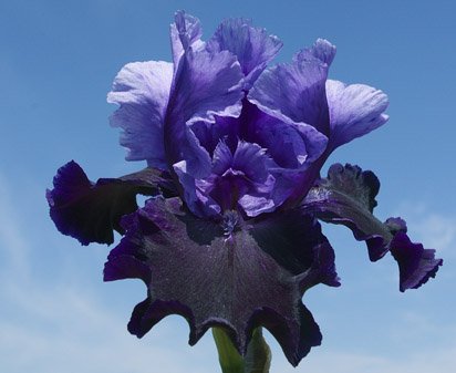 Fatal Attraction - Tall bearded Iris
