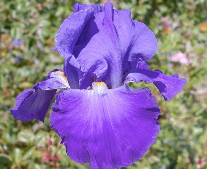 Feed Back - fragrant reblooming tall bearded Iris