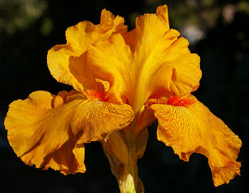 Feeling Spicy Tonite - fragrant reblooming tall bearded Iris