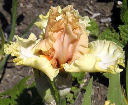 Feminine Fire - fragrant reblooming tall bearded Iris