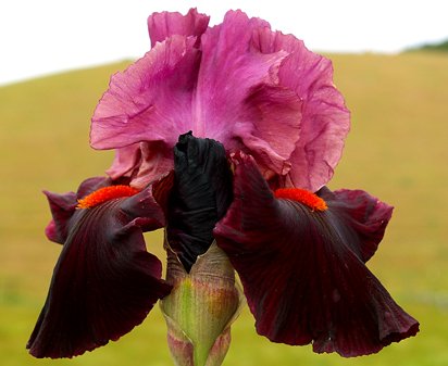 Fiery Temper - reblooming tall bearded Iris