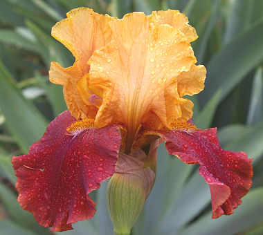 Fight On - tall bearded Iris