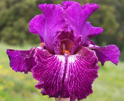 Filibuster - tall bearded Iris