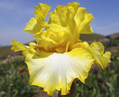 Final Decision - tall bearded Iris