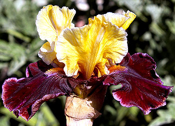 Finalist - tall bearded Iris