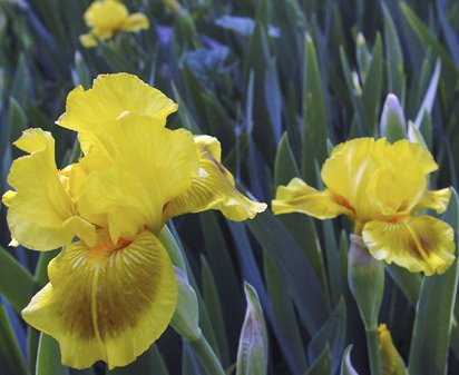 Finsterwald - fragrant reblooming Intermediate bearded Iris