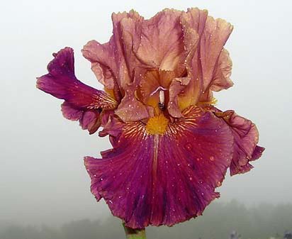 Fire Pit - tall bearded Iris