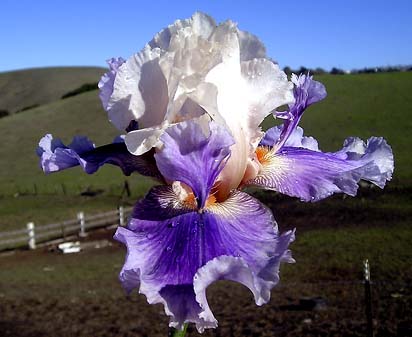 Firebeard - reblooming tall bearded Iris