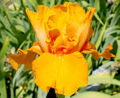 Firebreather - tall bearded Iris