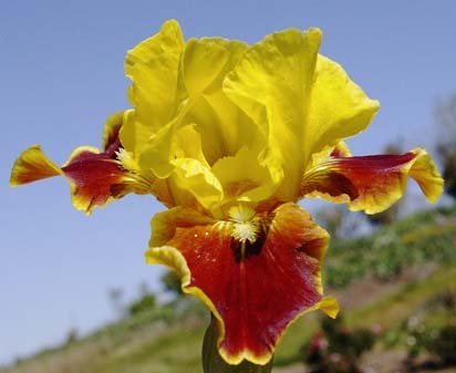Firebug - fragrant Intermediate bearded Iris