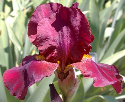 Firenze Red - tall bearded Iris