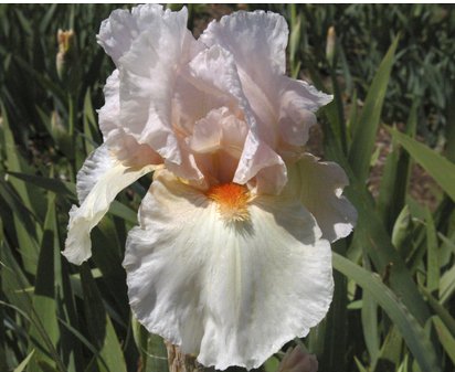 First Blush - tall bearded Iris