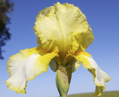 First Interstate - fragrant tall bearded Iris
