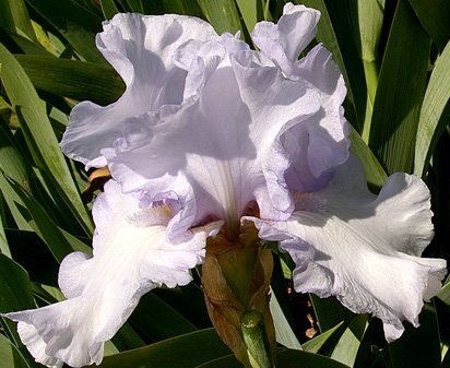 Fjord - fragrant tall bearded Iris