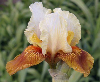 Flambe - reblooming Intermediate bearded Iris