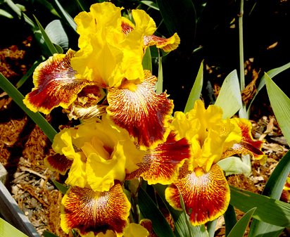 Flamenco Whirl - fragrant tall bearded Iris