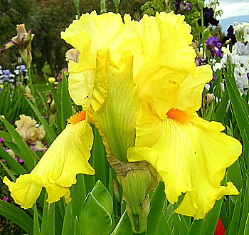Flaming Victory - reblooming tall bearded Iris